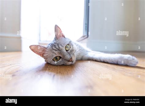 Funny Gray Cat At Home Stock Photo Alamy