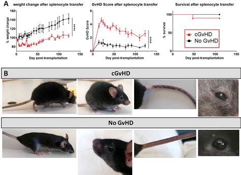 Frontiers Novel Pre Clinical Mouse Models For Chronic Graft Versus