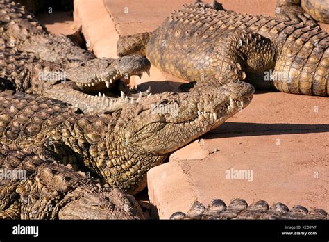 Nile Crocodiles At A Game Farm In Limpopo Province South Africa Stock