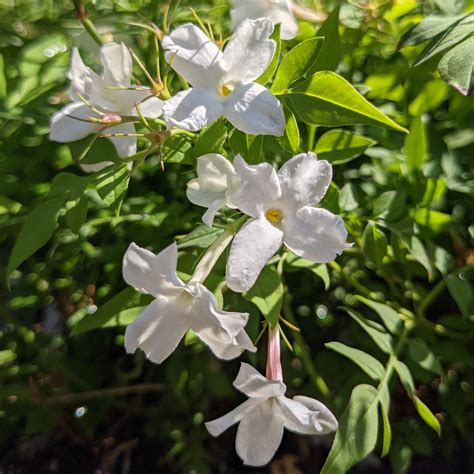 Common Jasmine Plant For Sale