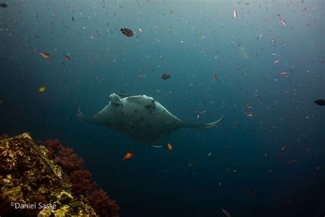 Endangered Manta Rays In A Beautiful And Fragile Underwater