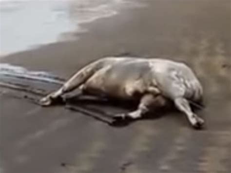 Dead Cows Washing Up On Canary Island Beaches Serbian Animals Voice