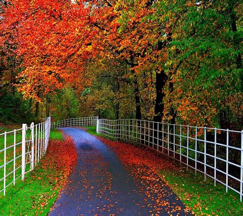 720p Free Download Autumn Leaves Road Bonito Cute Look Nice Hd