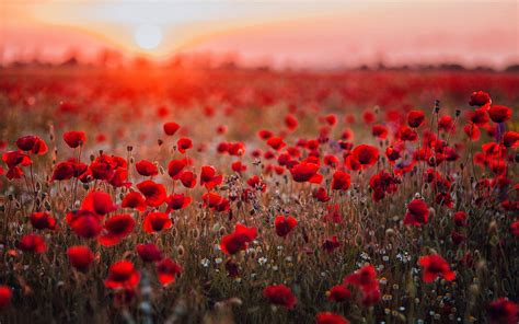 Wallpaper Red Poppies Field Sunset Glare 1920x1200 Hd