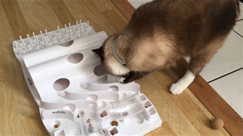 Interactive cat foraging puzzle *easy diy*. Domino Foraging Board by Trixie Pet - YouTube