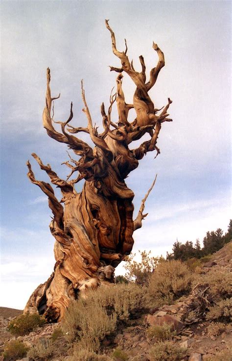 Methuselah The Oldest Living Non Colonal Organism In The World At