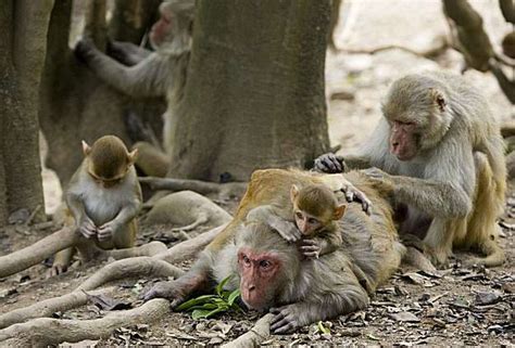 Research Monkey Breeding Facility Planned
