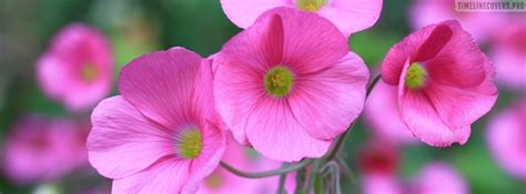 1,941 likes · 9 talking about this · 395 were here. Lovely Pink Flowers Facebook Cover