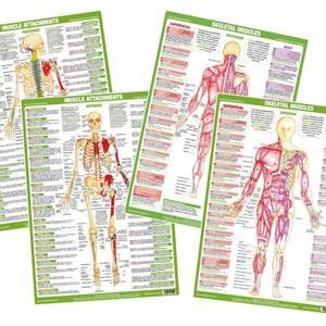 Muscle Anatomy Charts Skeletal Human Body Posters Etsy Human Body