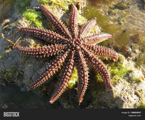 Eleven Armed Starfish Image And Photo Free Trial Bigstock