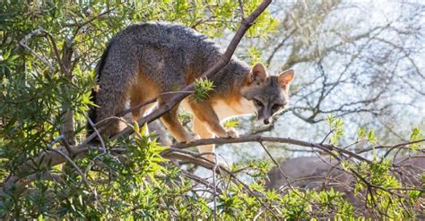 Gray Fox Animal Facts Urocyon Cinereoargenteus Wiki Point
