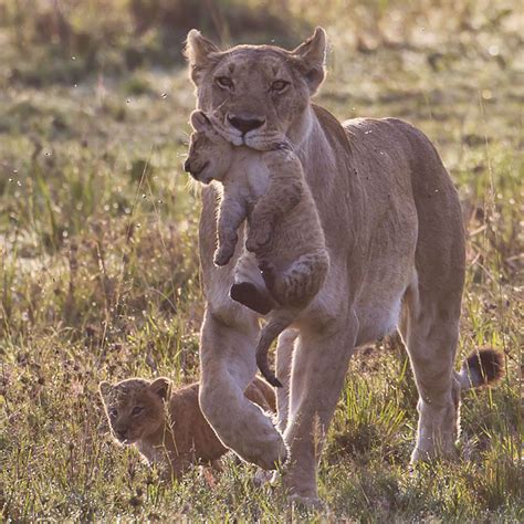 Beautiful Animals Safaris Fun Facts About Baby Lion Cubs