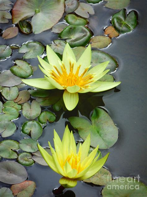 Yellow Water Lillies Photograph By Trudee Hunter Fine Art America