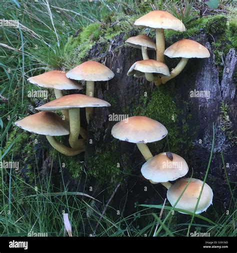 Mushrooms Growing On A Tree Stump Stock Photo Alamy