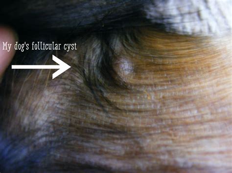 How To Treat A Ruptured Sebaceous Cyst On A Dog