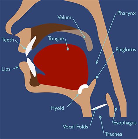 Dysphagia Anatomy Of The Head And Neck Dysphagia Therapy Dysphagia