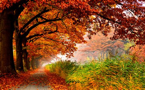 Autumn Path Image Abyss