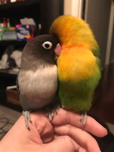 Kiwi And His Goth Girlfriend Had Four Babies And Their Colorful Story