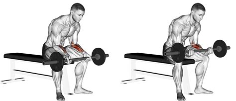 Barbell Wrist Curls Form Fundamentals And Advanced Tricks For High