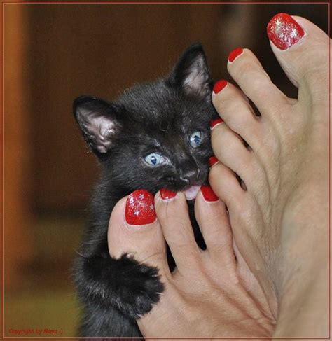 Füsse And Katzen Cats And Feet Pies Y Gatos Dsc2395 0 Flickr