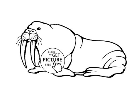 Walrus Sea Animals Coloring Pages For Kids Printable Free
