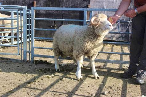 1 Dorset Horn And Poll Dorset Breeding Ram Sellmylivestock The Online