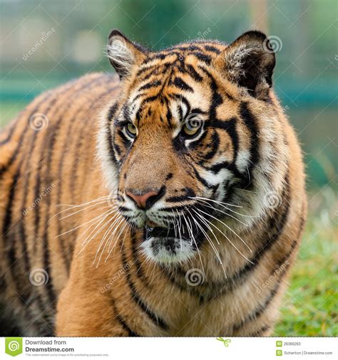 Head Shot Of Beautiful Sumatran Tiger Stock Image Image Of Animal
