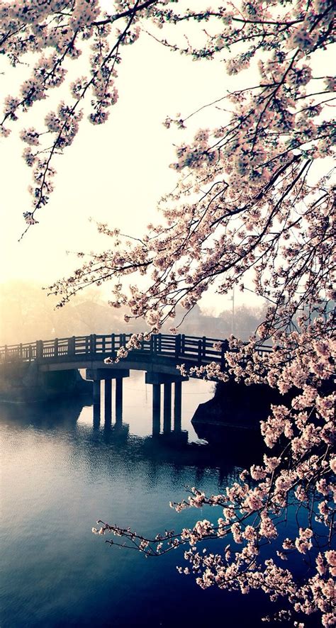 Water Cherry Blossom Wallpapers Top Free Water Cherry Blossom