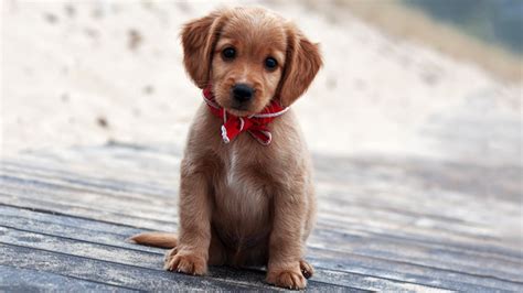 Cute Top 20 Cutest Puppies Ever L2sanpiero