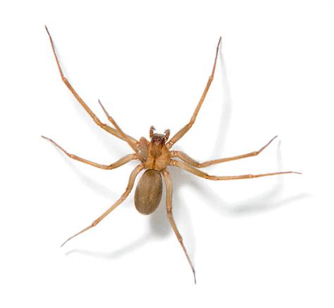Brown Recluse Spiders Ph