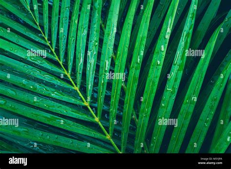 Rain Drop On Tropical Palm Leaf Dark Green Background Stock Photo Alamy