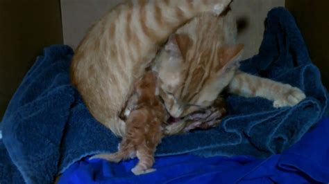 Pregnant Cat Gives Birth To Kitten 2 And Eats The Placenta Youtube
