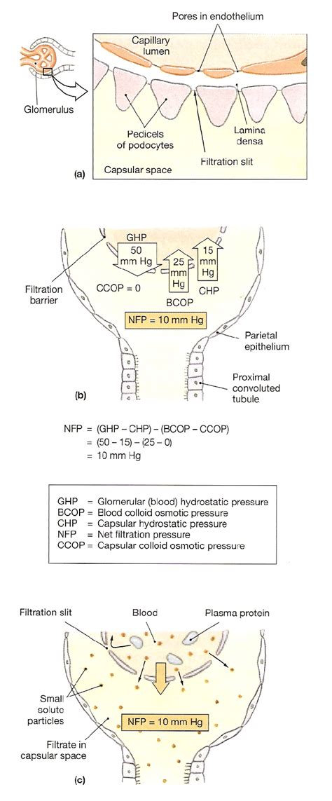 Dynamics Of Glomerular Filtration Download Scientific Diagram