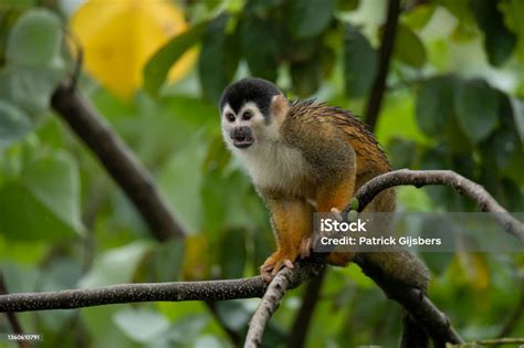 Blackcrowned Central American Squirrel Monkey Stock Photo Download