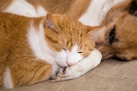 Perro Y Gato Descansando Juntos En El Sofá Mejores Amigos Foto Premium