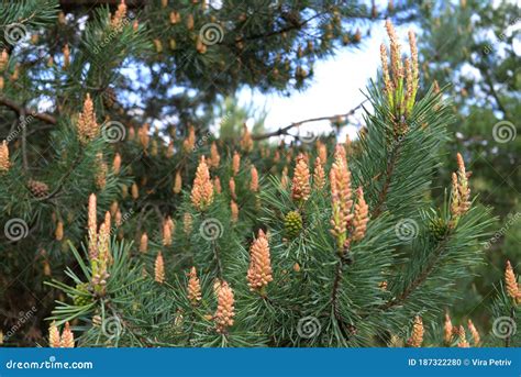 Beautiful Flowering Young Green Pines On A Blur Background Stock Photo