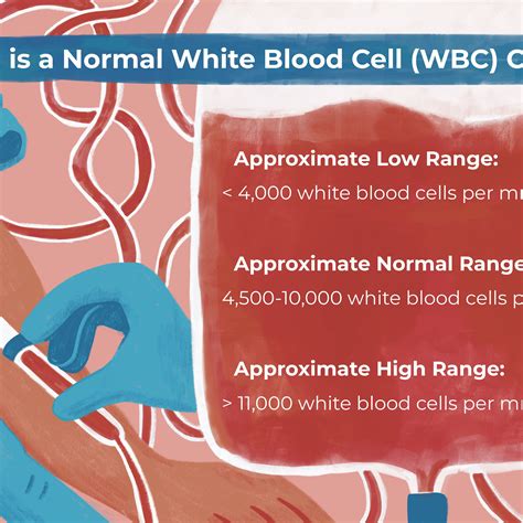 White Blood Count Range Chart Best Picture Of Chart Anyimageorg