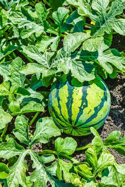 Growing Melons In A Square Foot Garden The Ultimate Guide