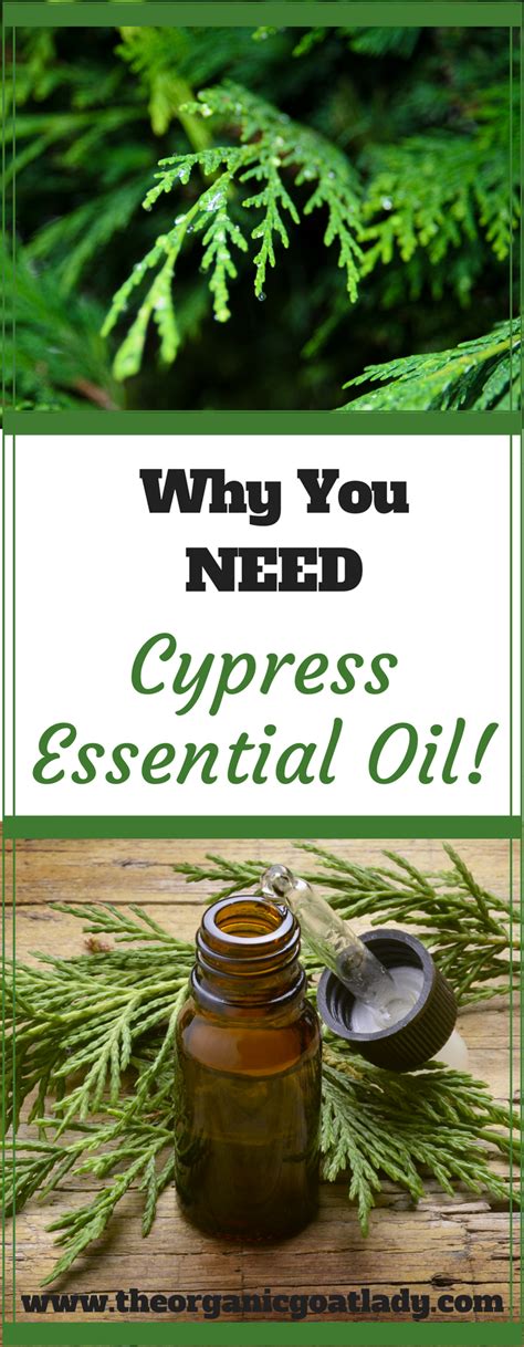 It has very subtle and strong aroma. Why You Should Use Cypress Essential Oil! - The Organic ...