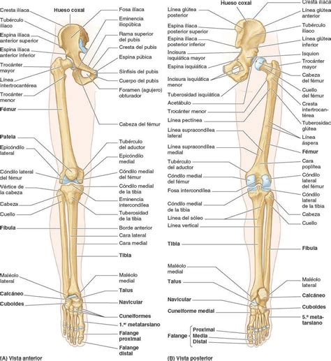 Los Huesos Del Cuerpo Humano Huesos De Los Miembros Inferiores