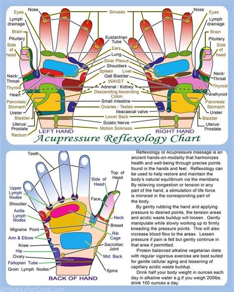 Acupressure Reflexology Chart With References To Many Parts And
