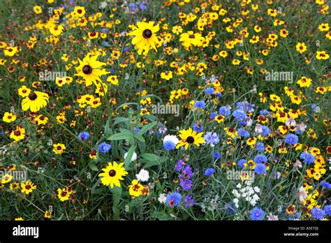 Mixed Yellow And Blue Flowers In Field Stock Photo Alamy