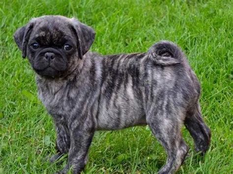 Uncovering The Mystery Of The Brindle Pug
