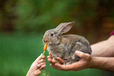 Cómo Alimentar Correctamente A Un Conejo Bekia Mascotas