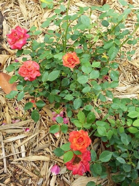 Denvers Dream Miniature Rose Miniature Rose Garden Zone Rose