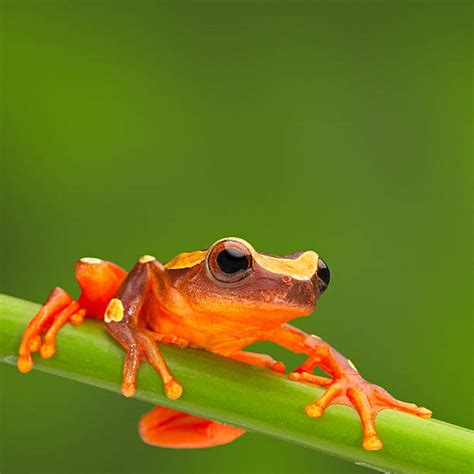 Frog Endangered Species Tropical Rainforest Tree Frog Stock Photos