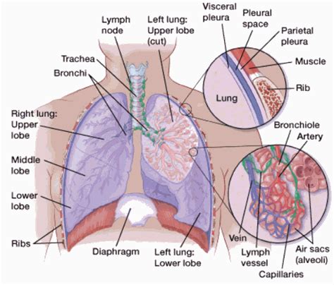 what are lung carcinoid tumors american cancer society