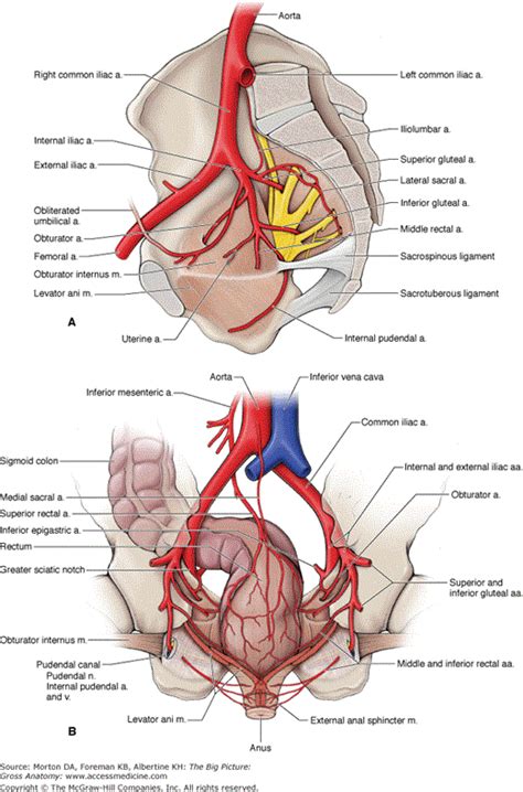 Check spelling or type a new query. Chapter 12. Pelvis and Perineum | Basicmedical Key