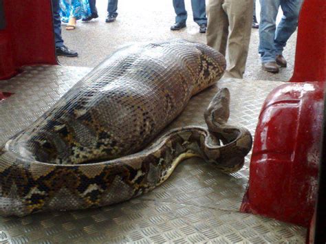 世界の超巨大ヘビ画像集big python youtube