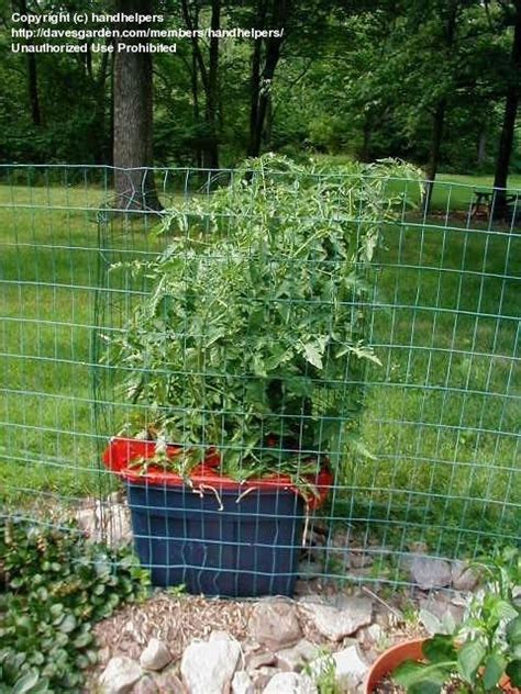Tomatoes And Peppers Read Update On Earthbox Quantity Order 1 By